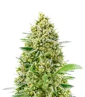 Sementes Feminizadas de Princess Haze (Brothers Grimm Seeds)