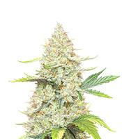 Sunset Sherbet (Herbies Seeds)