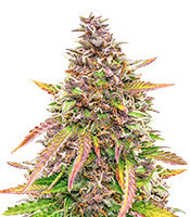 Bubble Kush Automatic feminized seeds