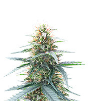 Northern Lights 10 of 10 Feminized Seeds (Seedkeepers)