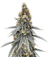 Blubonik (Genehtik Seeds)