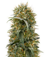 Durban-Thai x C99 feminized seeds