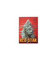 Red Star Auto (Rockwell Seeds) Cannabis-Samen