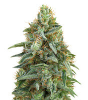 Graines de cannabis Tikal (Ace Seeds)