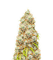 Trainwreck feminized seeds