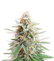 Banana Bomb (Bomb Seeds) Cannabis-Samen