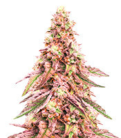 Glue Cookies Feminized Seeds (AlphaFem Seeds)