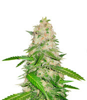 Royal Gorilla (RQS) Cannabis-Samen
