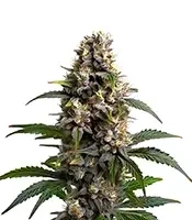 Godfather OG Seeds