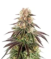 Kong's Krush Seeds