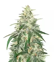 Kosher Kush Feminized Seeds (Herbies Seeds USA)