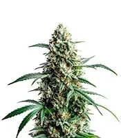 Northern Lights #10 Seeds