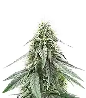 Semi Femminizzati Sour Apple Autoflower (Humboldt Seed Company)