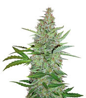 Early Skunk (Early Pearl x Skunk) Regular seeds