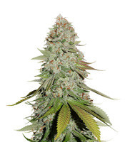 GG#4 Original Glue (Seedstockers) Cannabis-Samen