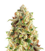 Semi femminizzati New York Diesel Auto (Expert Seeds)