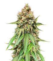 Graines de cannabis Northern Lights regular (Sensi Seeds)