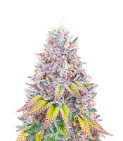 Hawaii x Purple Skunk