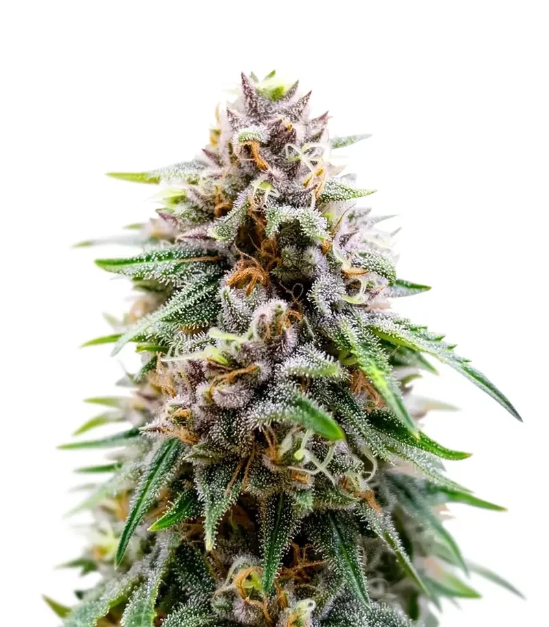 Auto Kingstone Punch Seeds (Dutch Passion)