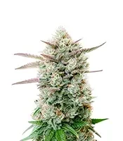 Semi Femminizzati Blueberry Pancakes (Humboldt Seed Company)