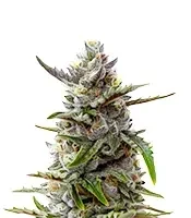 CBD Victory Auto Seeds