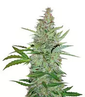 Early Skunk (Early Pearl x Skunk) Regular (Mr. Nice Seedbank)