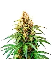 Hellfire OG Seeds
