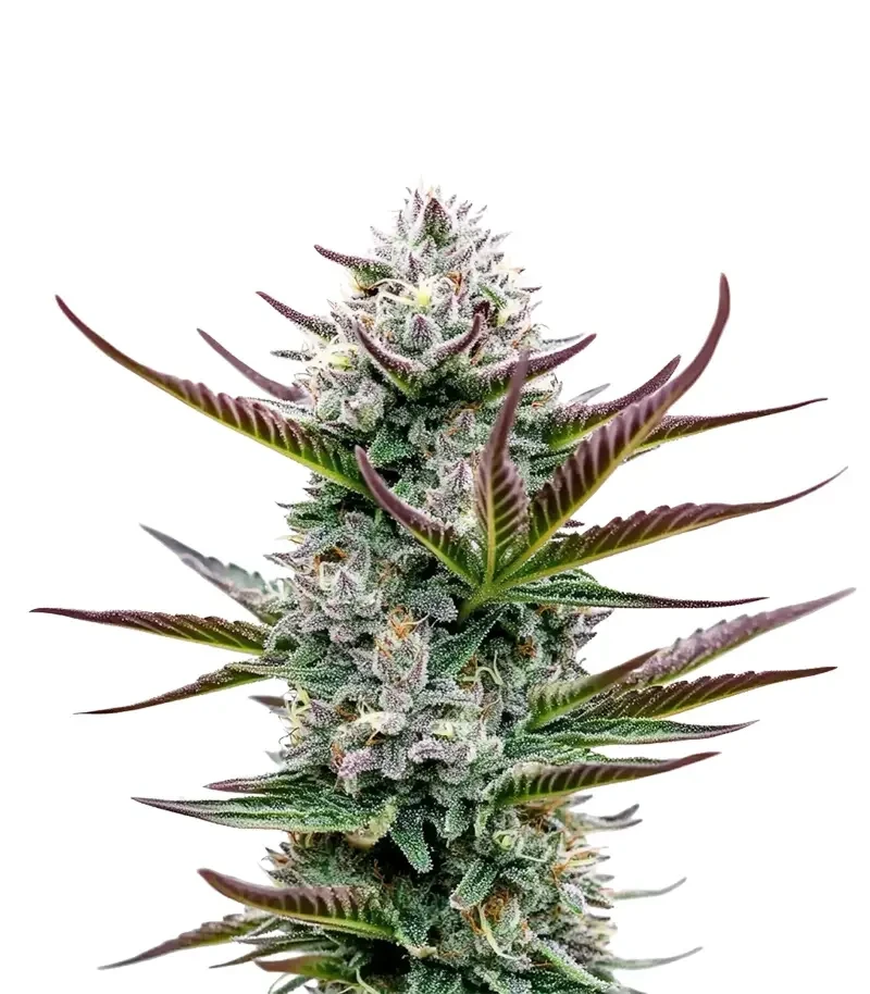 Graines féminisées de Thin Mint Frosting (Barney's Farm)