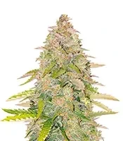 West Coast OG x Gelato 41 Auto Seeds