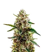 White Truffle Strain Seeds