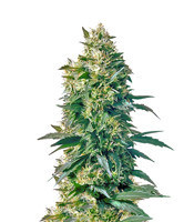 Mother's Finest regular seeds