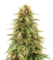 Strawberry D-Lite regular (Sagarmatha Seeds)