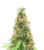 Graines de cannabis Cali Bay Dream (Garden of Green Seeds)