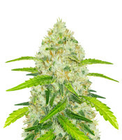 Original Auto Chemdawg feminized seeds