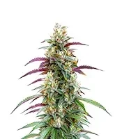 Gator Breath Seeds