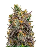 Semi Femminizzati Gelato 41 x Gelato 41 Auto (Green House Seeds)