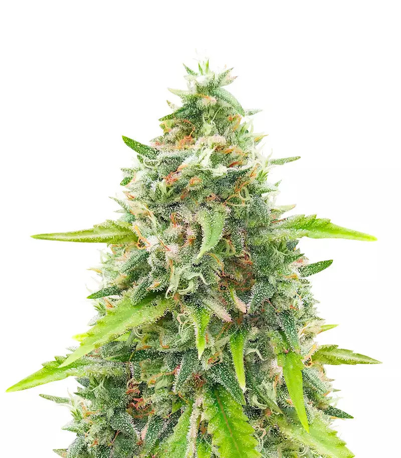 Green Crack Fast Version