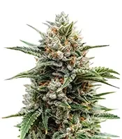 Heavy Head feminized seeds