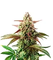 Nikki & Swami’s Maracuya Seeds