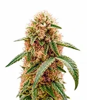 Super Lemon Haze x GMO Seeds