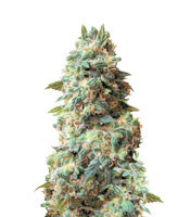 Graines de cannabis Afghan Kush Regular (White Label)