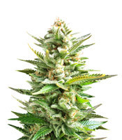 Graines de cannabis Amnesia Haze (Soma Seeds)