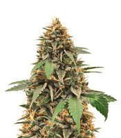 Candy Dawg Autoflower feminized seeds (Seedstockers)