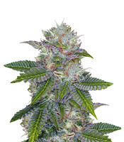 Deep Purple regular (TGA Subcool Seeds / SubCool’s The Dank) Cannabis-Samen