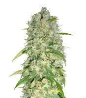 Graines de cannabis Mango x Widow Regular (Mr. Nice Seedbank)