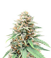 Northern Lights x Big Bud Auto (Expert Seeds) feminized seeds