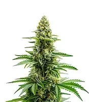 Bruce Banner Seeds