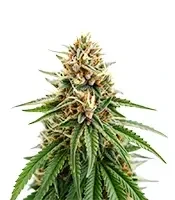 Gorilla Super Glue Seeds