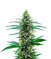 Khalifa Kush Seeds