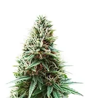 Sementes Feminizadas de Zillions (Barney's Farm)